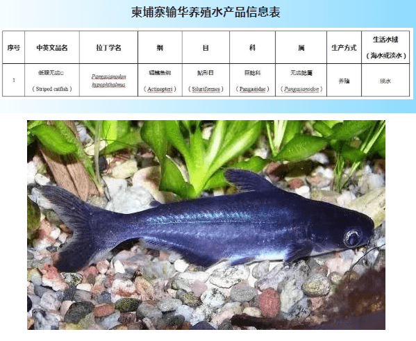 澳门免费原料网