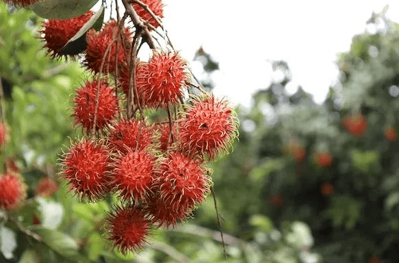 澳门免费原料网